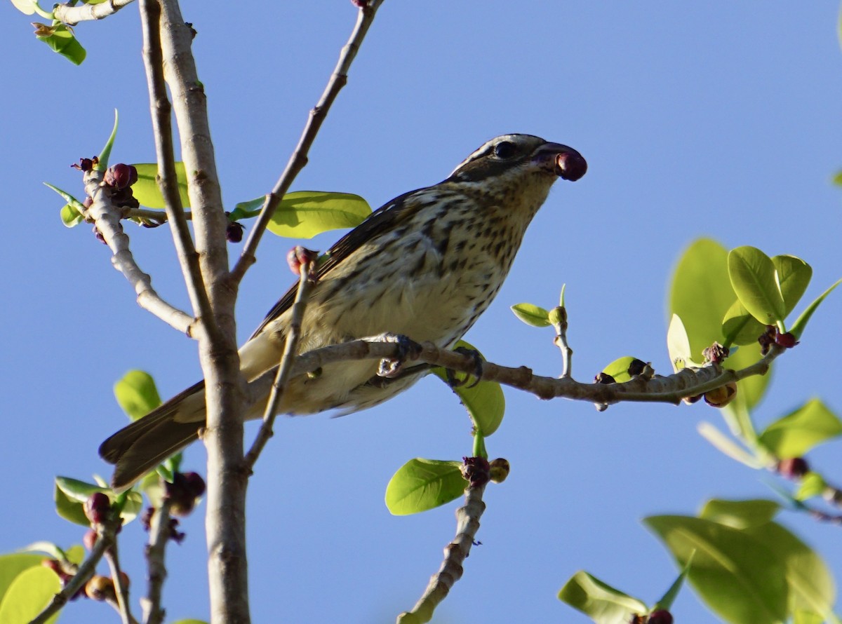 Rose-breasted Grosbeak - ML634224715