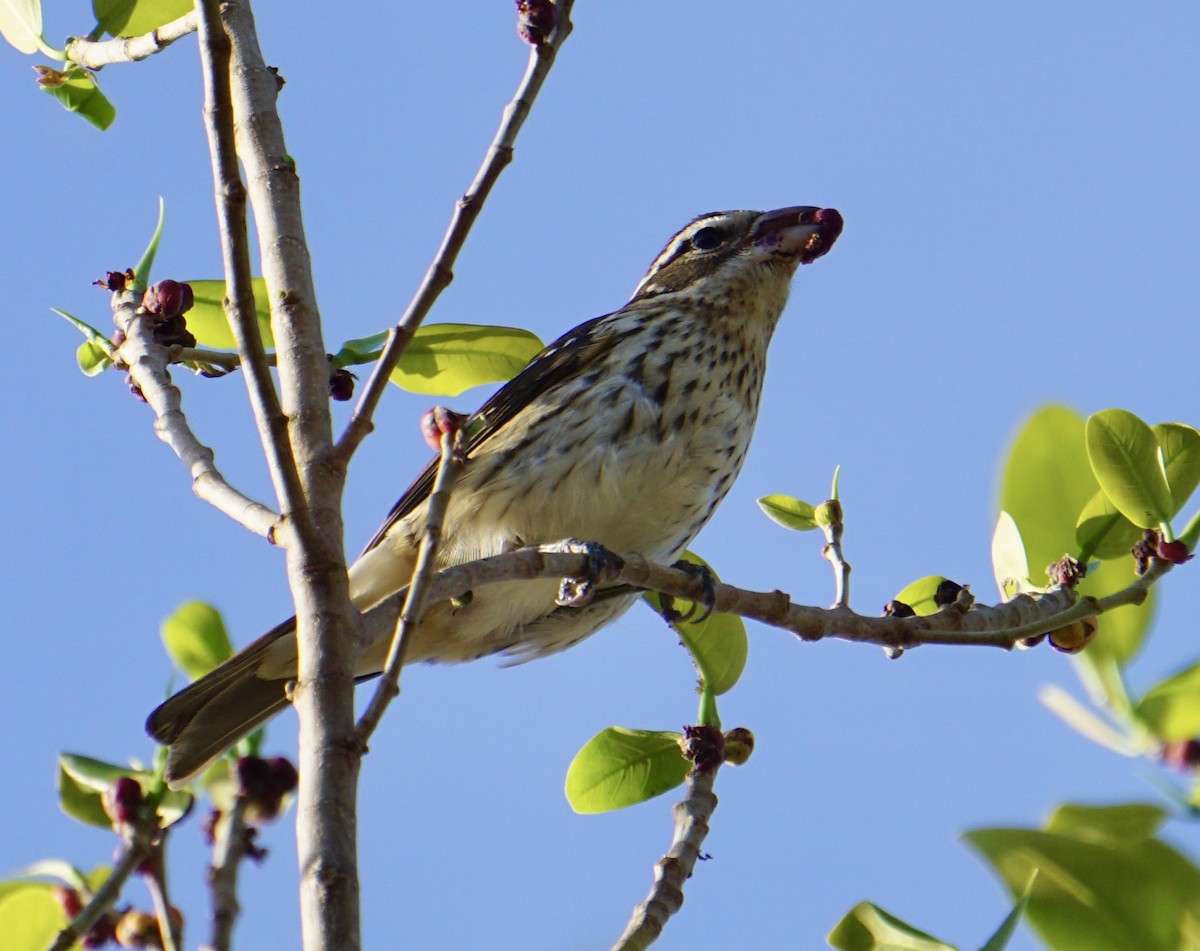 Rose-breasted Grosbeak - ML634224716