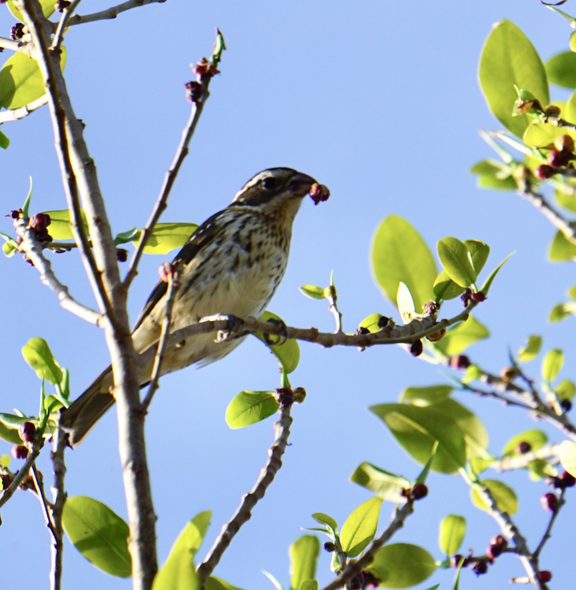 Rose-breasted Grosbeak - ML634224717