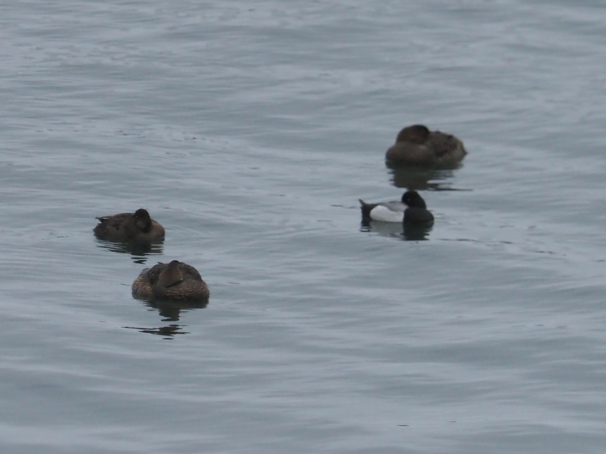 Greater Scaup - ML634224763