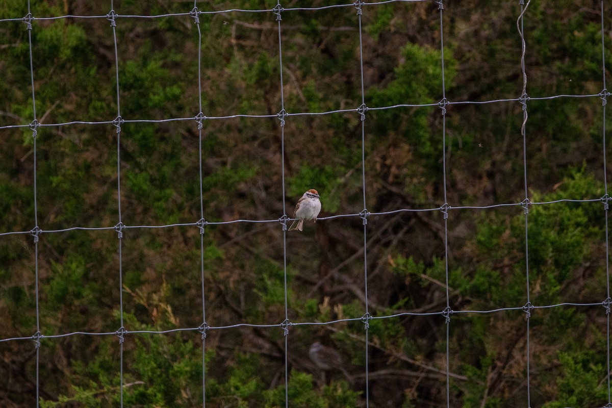 Chipping Sparrow - ML634224771