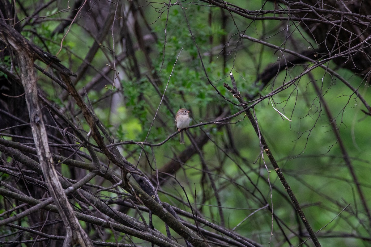 Field Sparrow - ML634224780