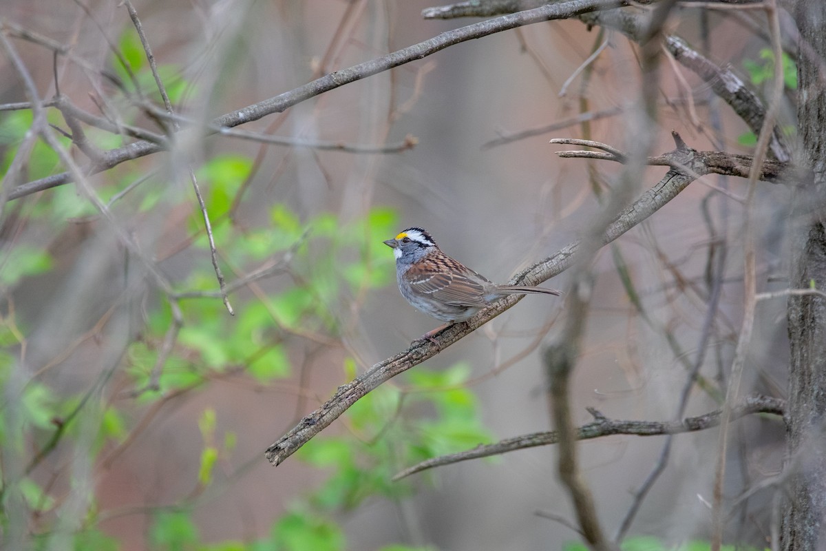 White-throated Sparrow - ML634224782