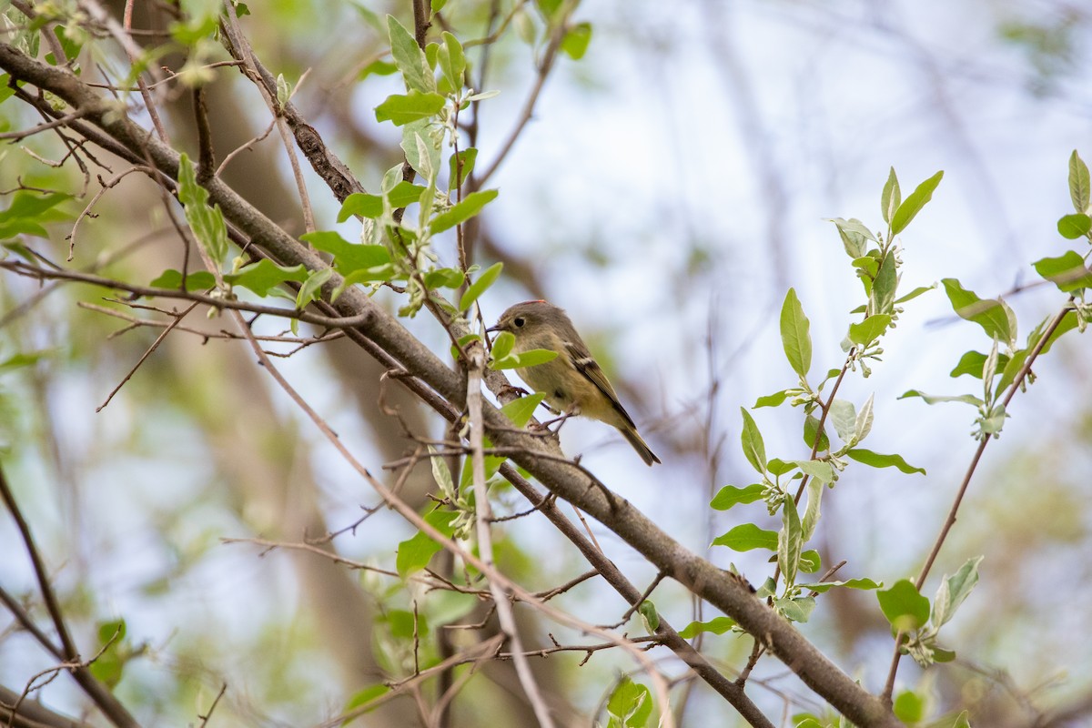 Ruby-crowned Kinglet - ML634224788