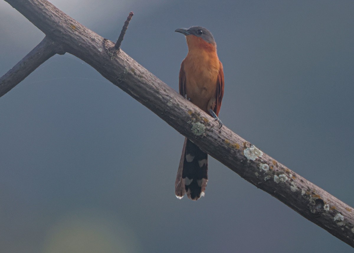 Gray-capped Cuckoo - ML634224837