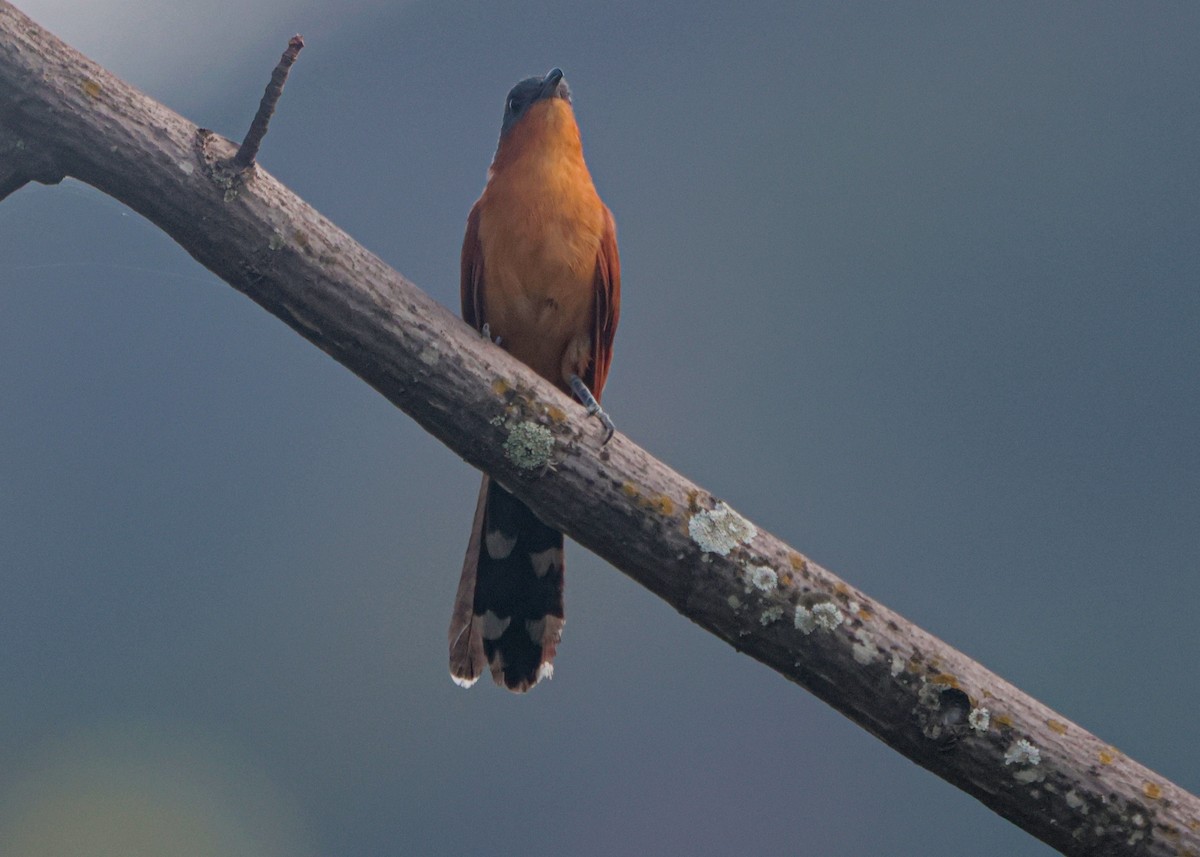 Gray-capped Cuckoo - ML634224838