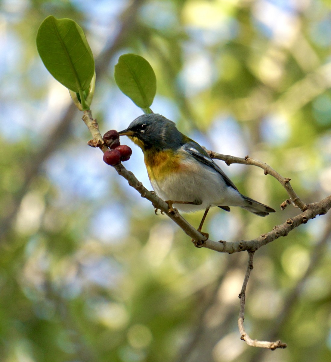Northern Parula - ML634224854