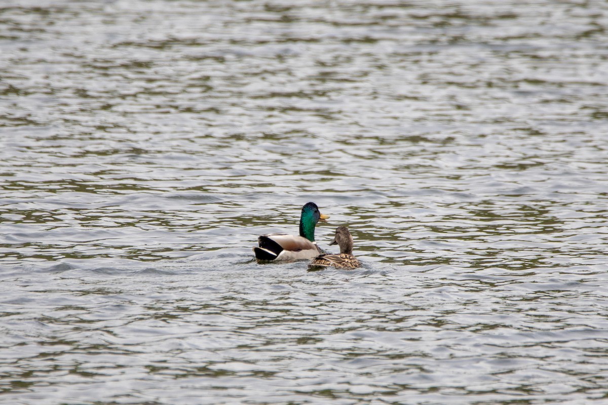 Mallard - ML634224879