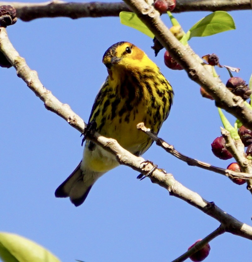 Cape May Warbler - ML634224890