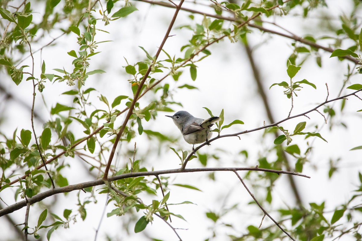 Blue-gray Gnatcatcher - ML634224903
