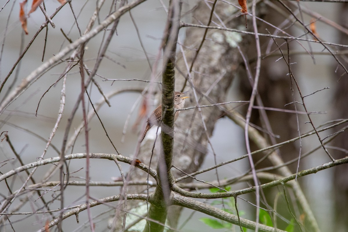Northern House Wren - ML634224905