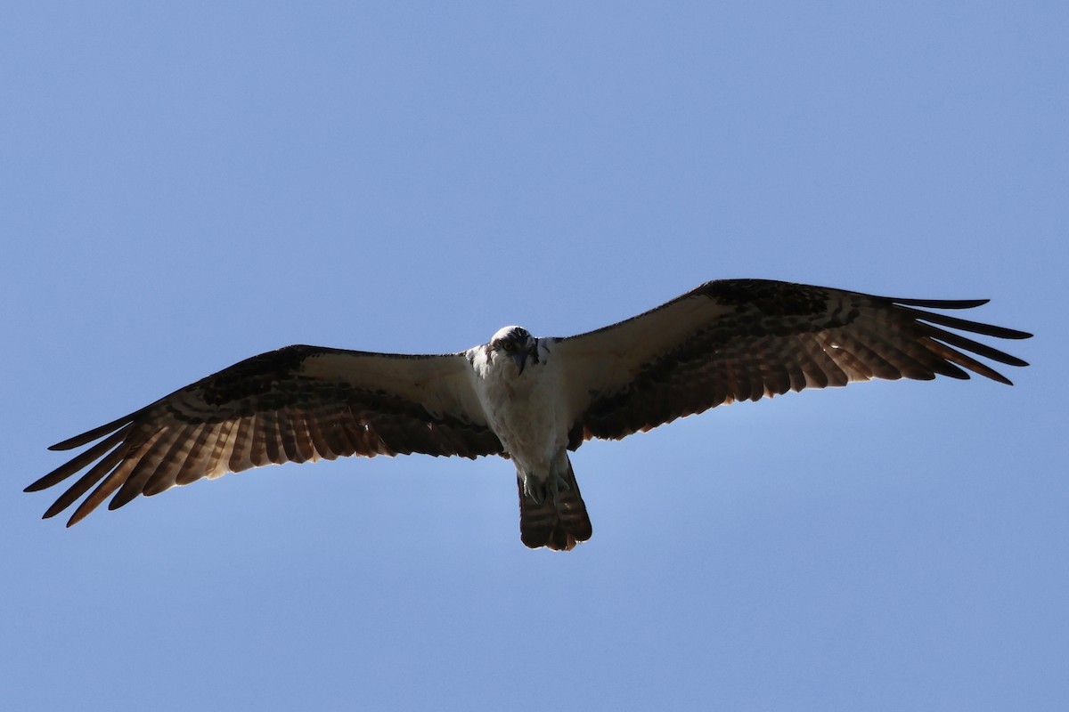 Osprey - ML634224906