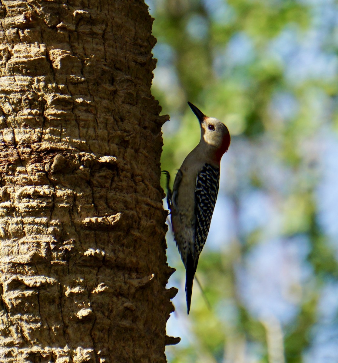 Red-bellied Woodpecker - ML634224912