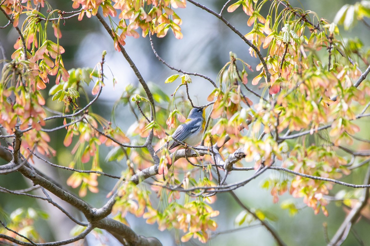 Northern Parula - ML634224932