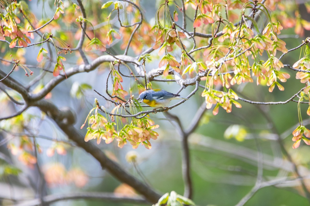 Northern Parula - ML634224933