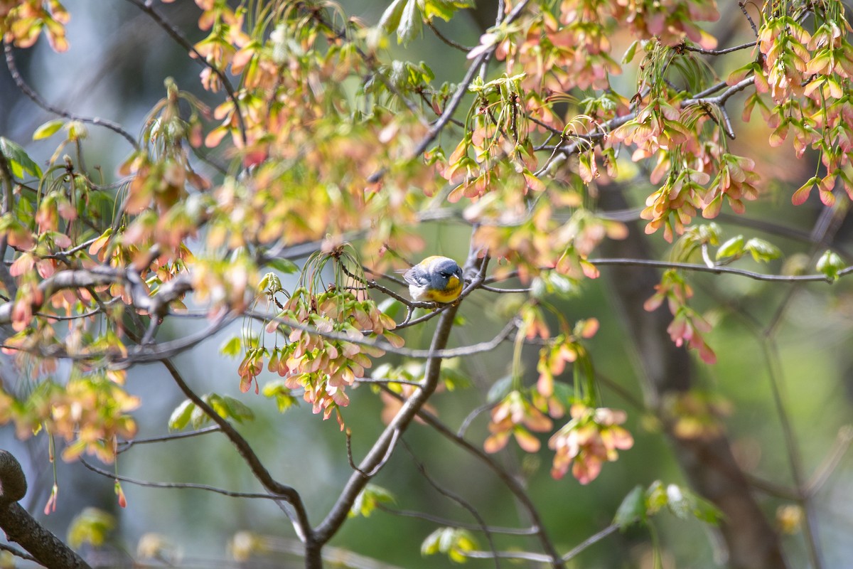 Northern Parula - ML634224934