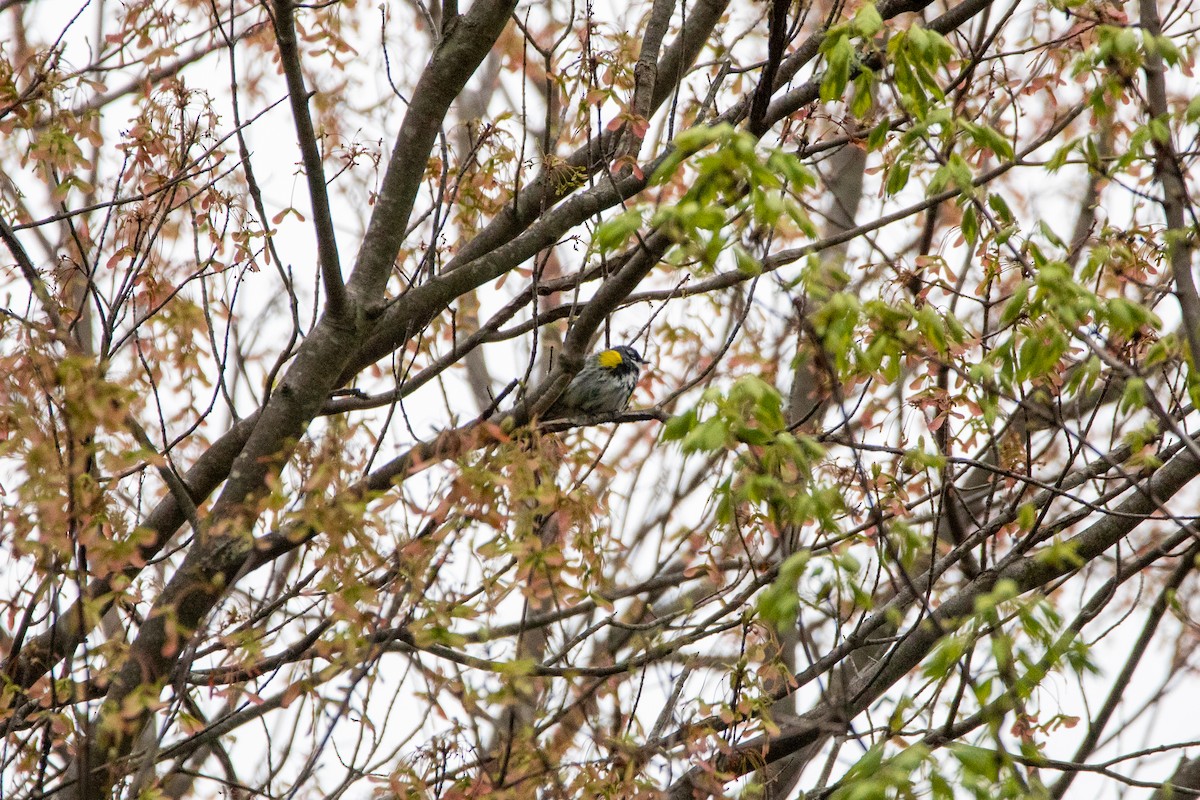 Yellow-rumped Warbler - ML634224944