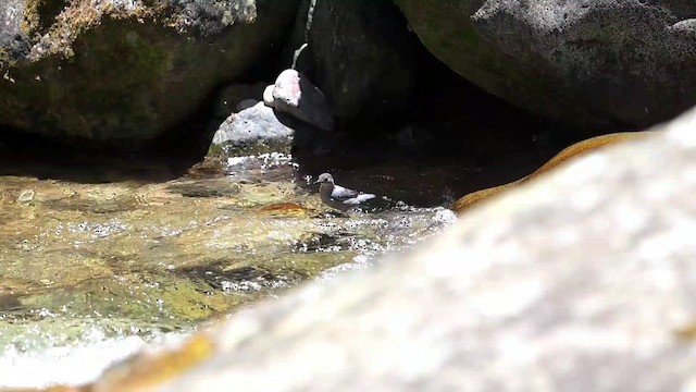 American Dipper - ML634224945