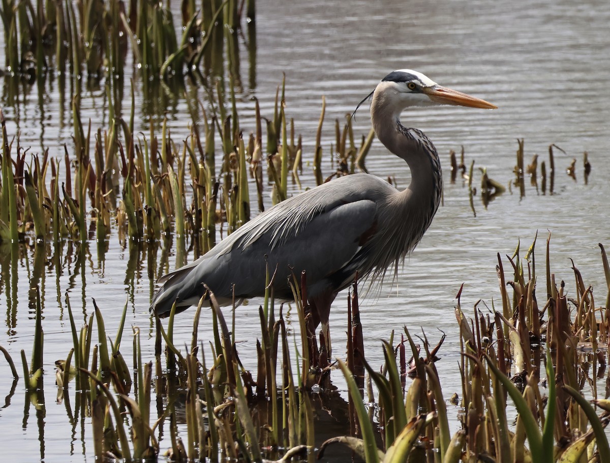 Great Blue Heron - ML634224948