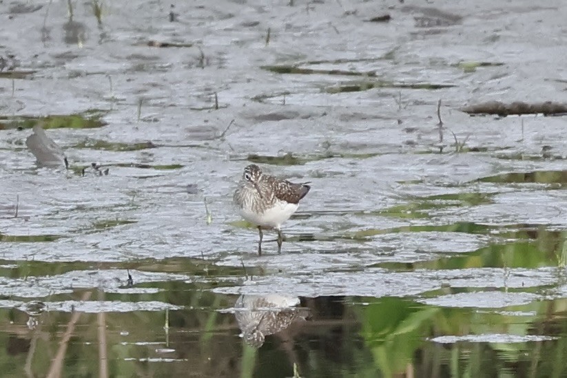 Solitary Sandpiper - ML634224961