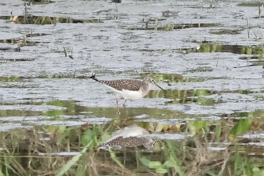Solitary Sandpiper - ML634224962