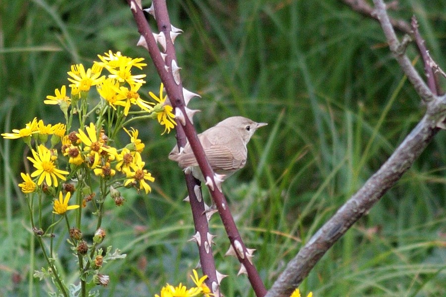 Sykes's Warbler - ML634224984