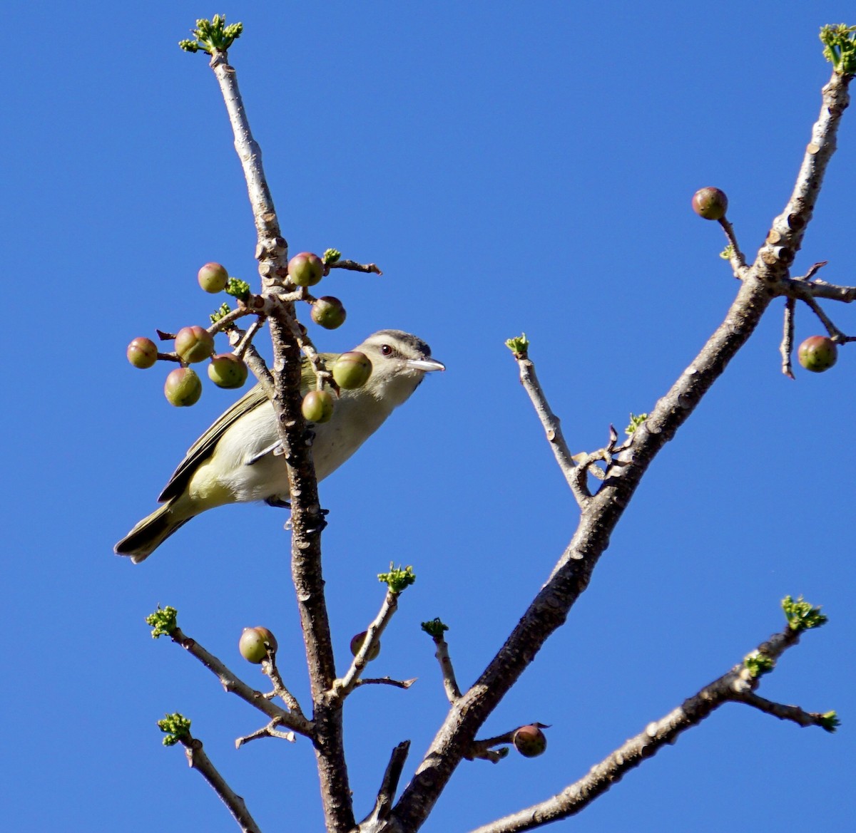 Black-whiskered Vireo - ML634225054