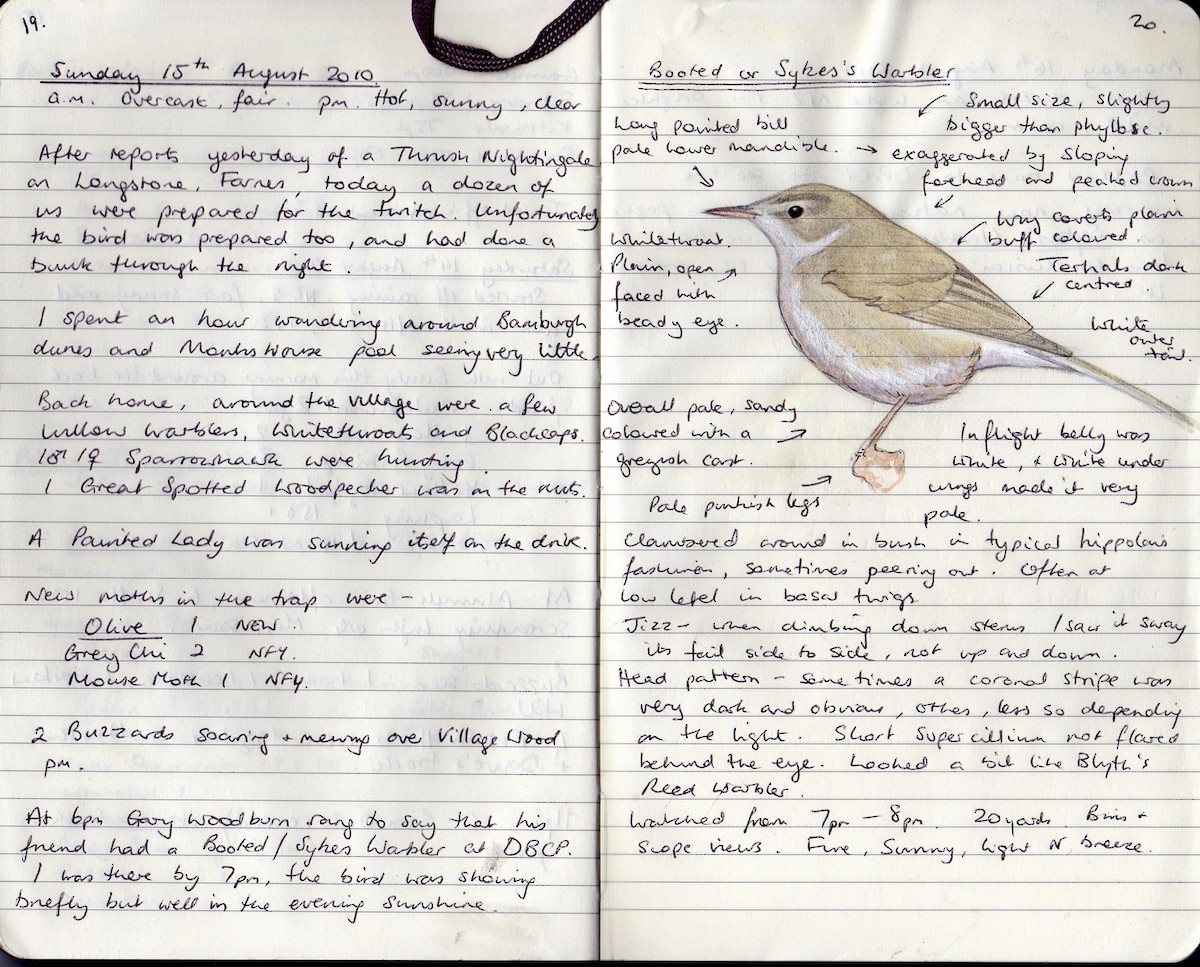 Sykes's Warbler - ML634225064