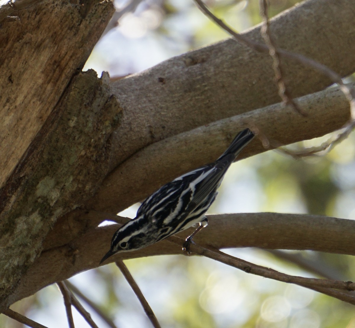 Black-and-white Warbler - ML634225067