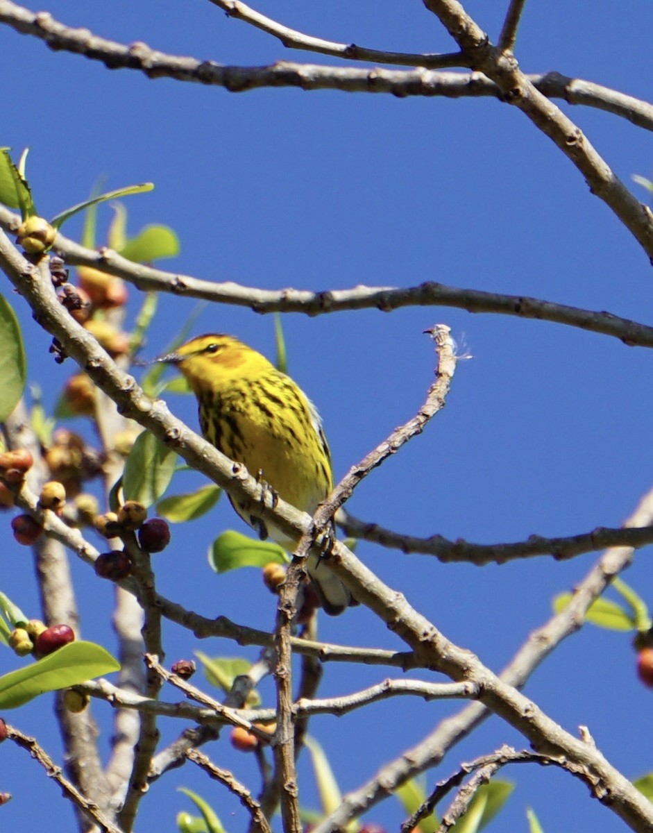 Cape May Warbler - ML634225093
