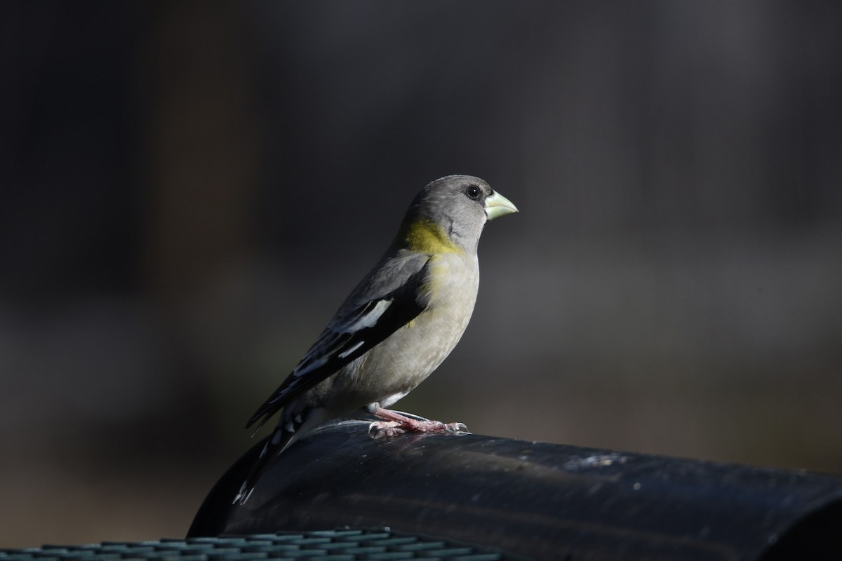 Evening Grosbeak - ML634225104