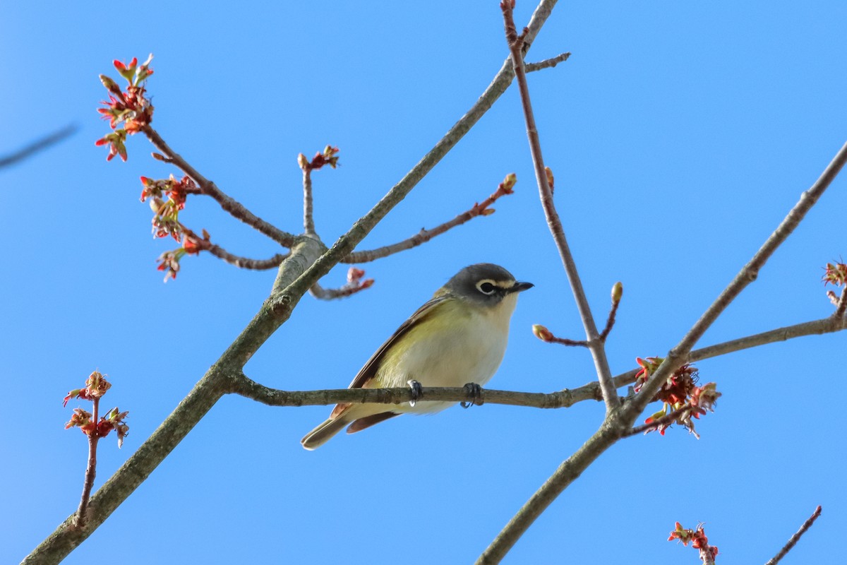 Blue-headed Vireo - ML634225116