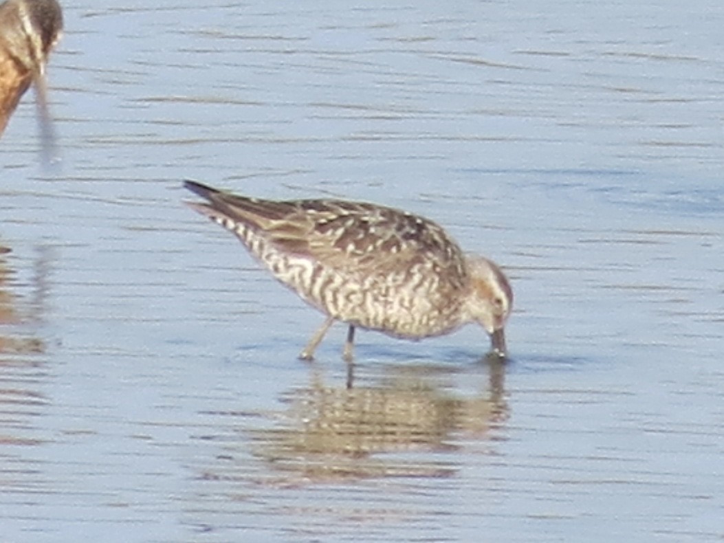 Stilt Sandpiper - ML634225214