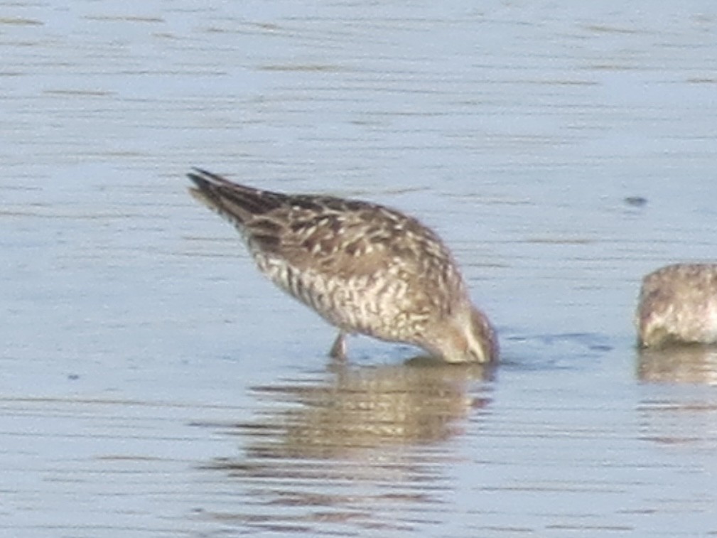 Stilt Sandpiper - ML634225215