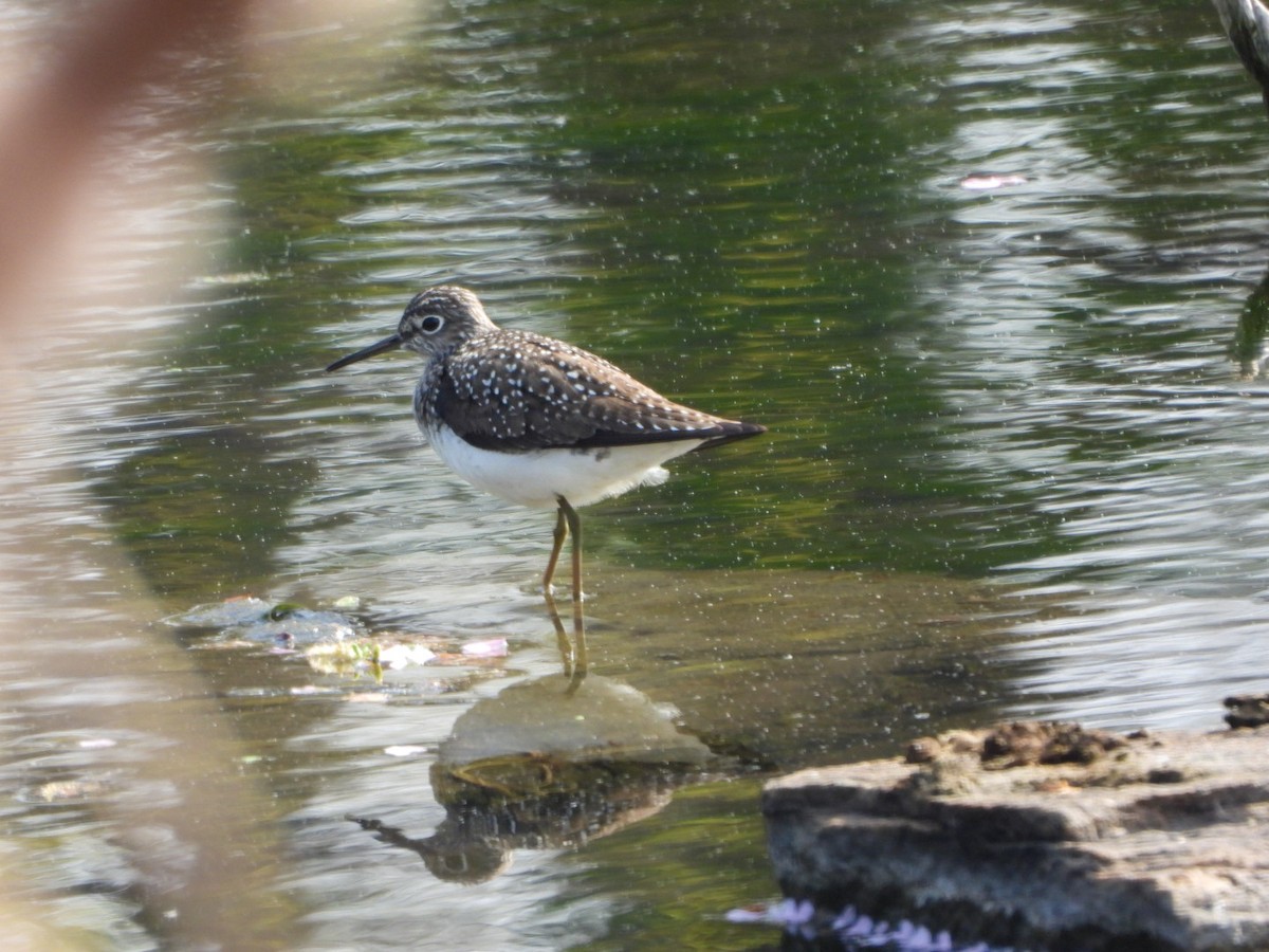 Solitary Sandpiper - ML634225243