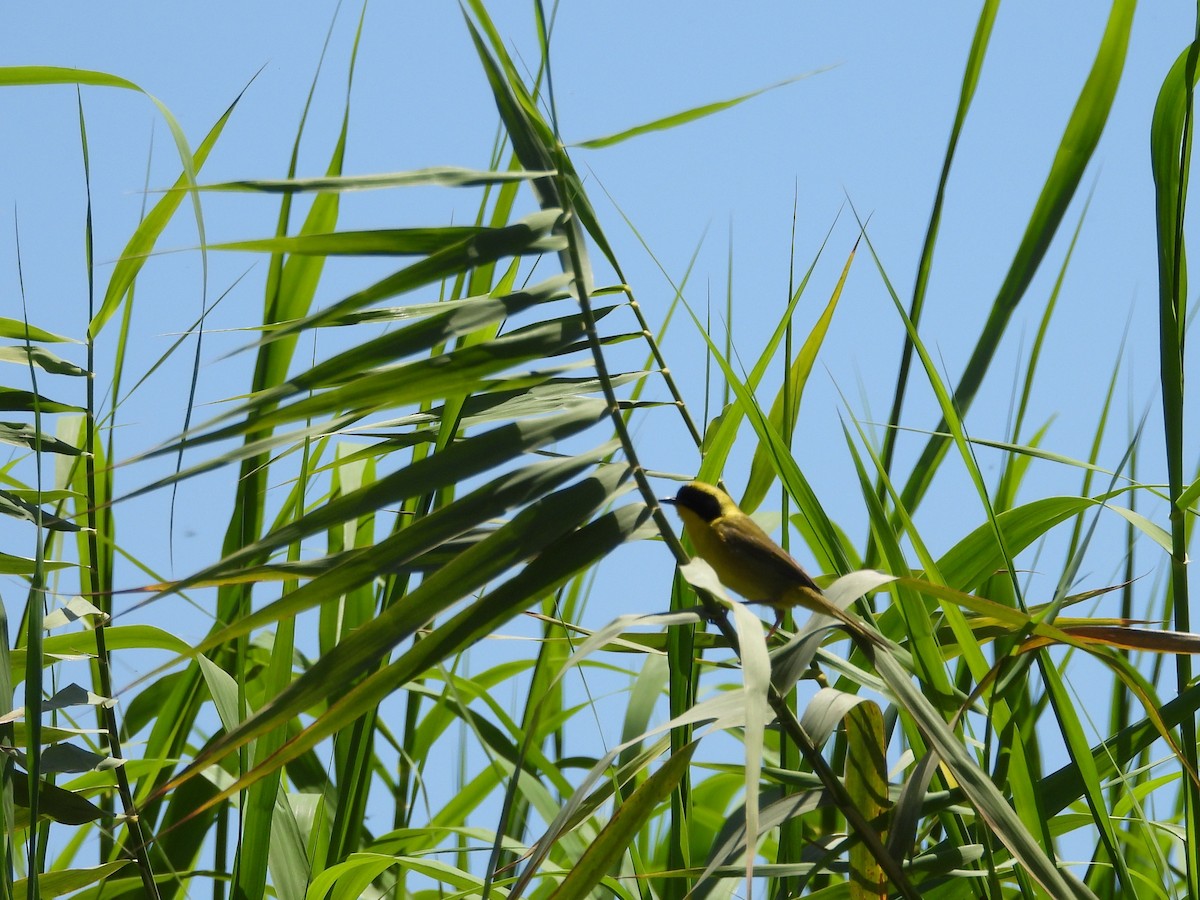Belding's Yellowthroat - ML634225267