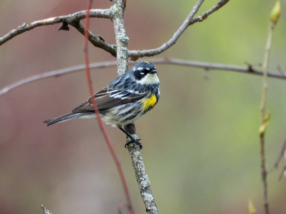 Yellow-rumped Warbler - ML634225275