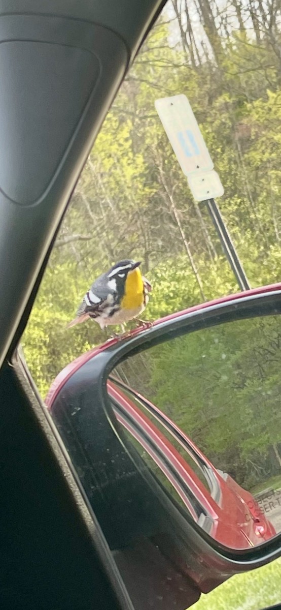 lesňáček zlatohrdlý - ML634225278