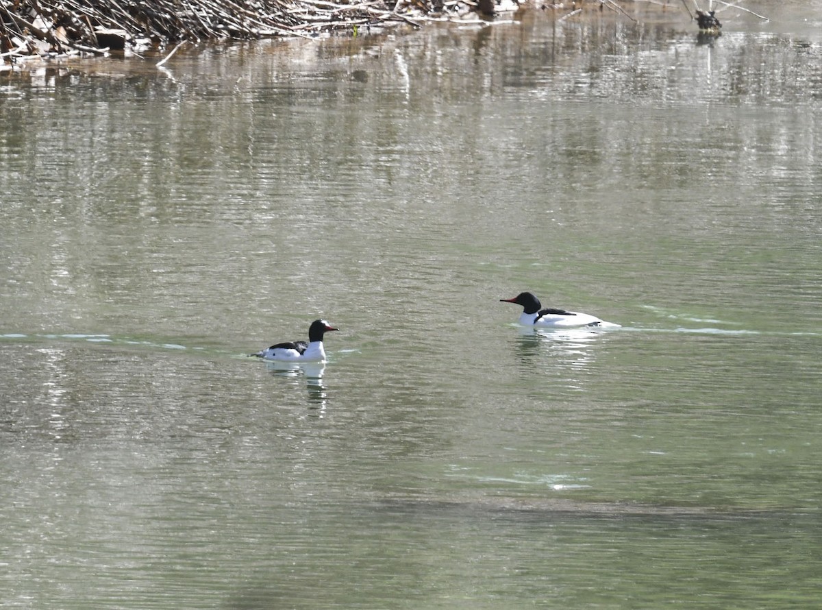 Common Merganser - ML634225280