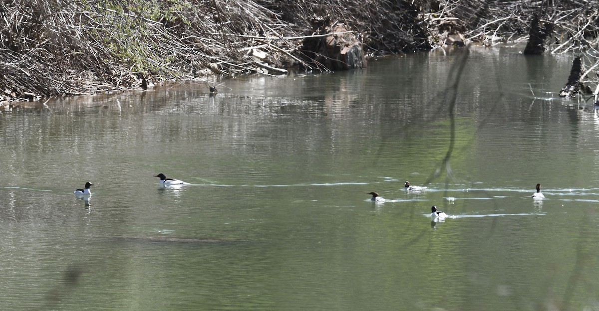 Common Merganser - ML634225281