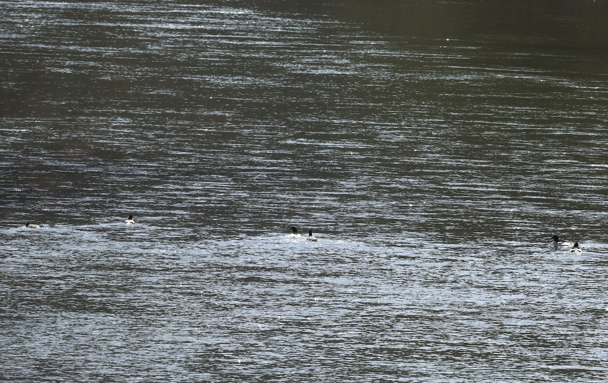 Common Merganser - ML634225282