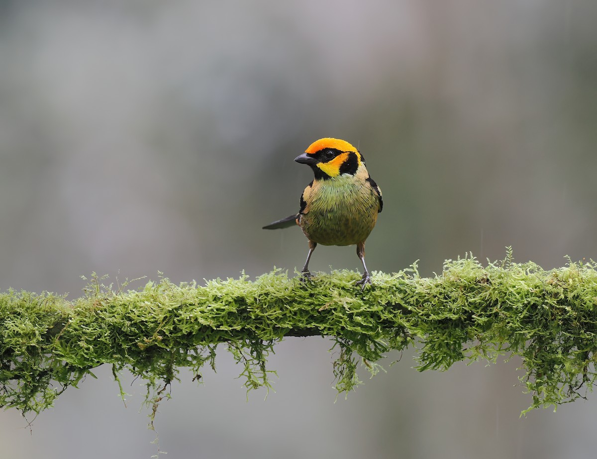Flame-faced Tanager (Yellow-faced) - ML634225287
