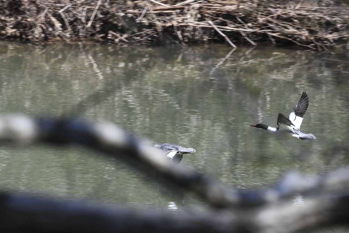 Common Merganser - ML634225288