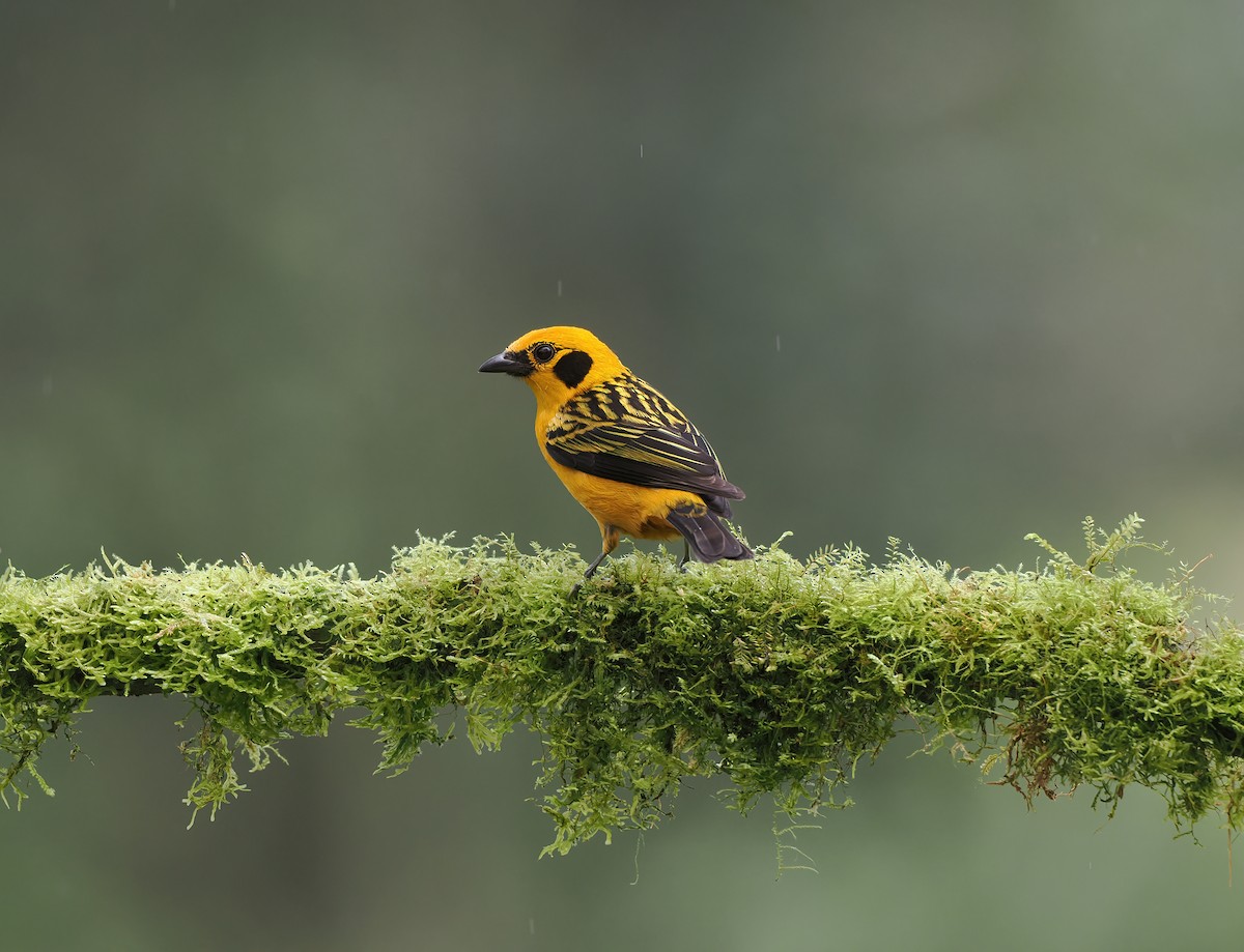 Golden Tanager (aurulenta Group) - ML634225289