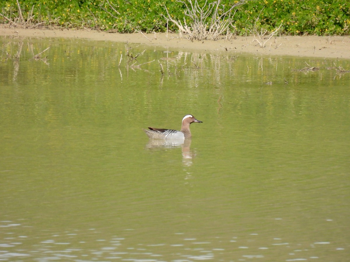 Garganey - ML634225291