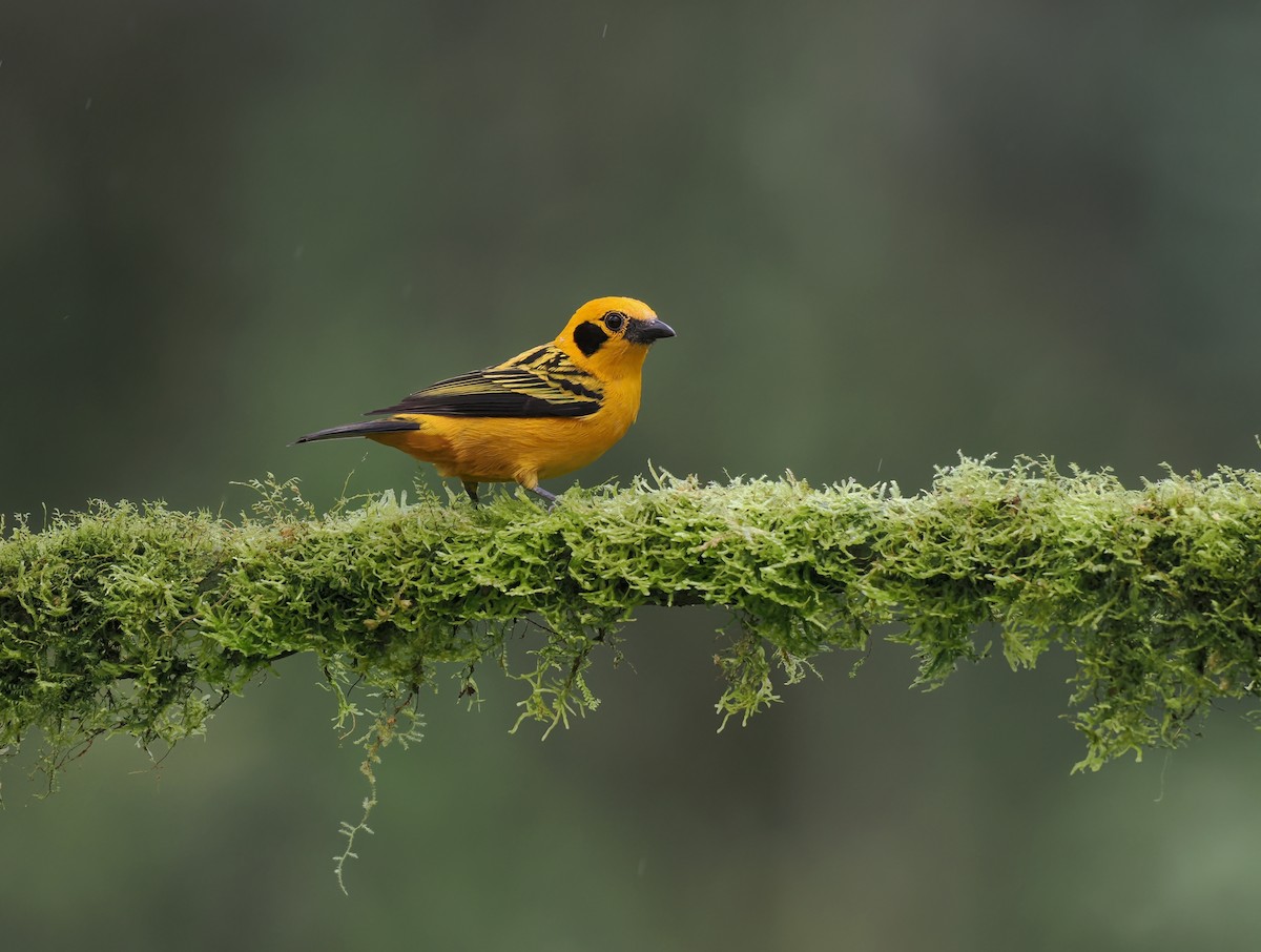 Golden Tanager (aurulenta Group) - ML634225294