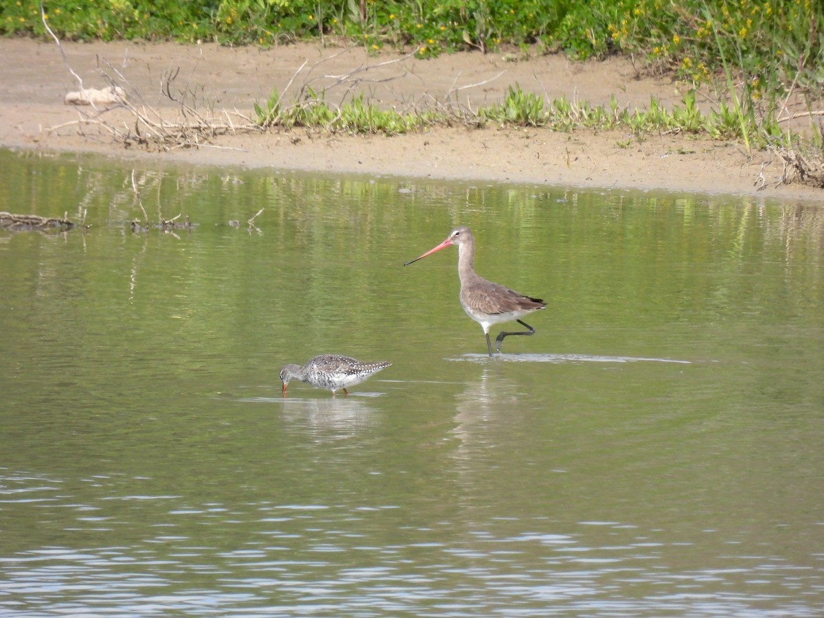 Black-tailed Godwit - ML634225298