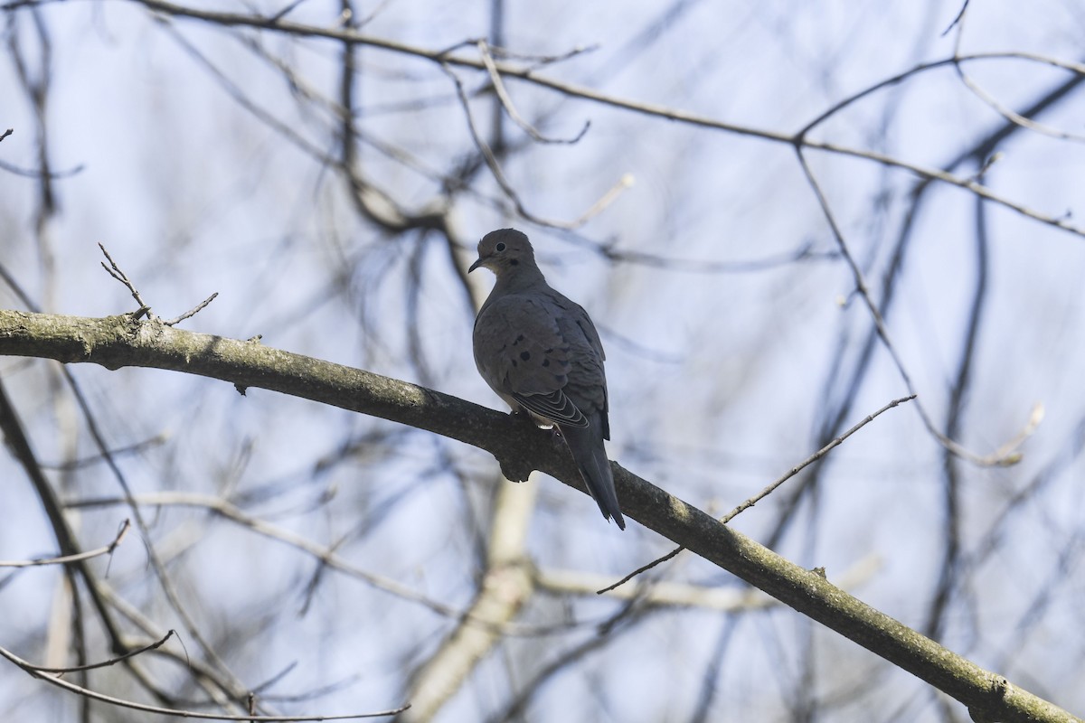 Mourning Dove - ML634225301