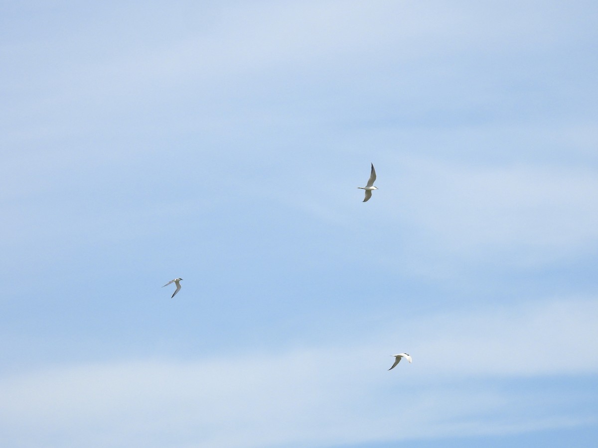 Gull-billed Tern - ML634225303