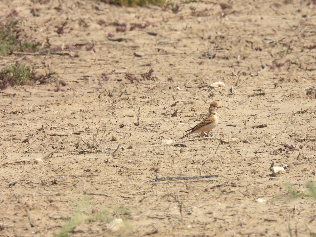 Greater Short-toed Lark - ML634225311